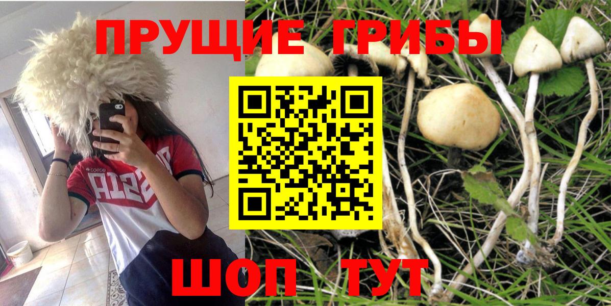 Псилоцибиновые грибы Cubensis Красноярск